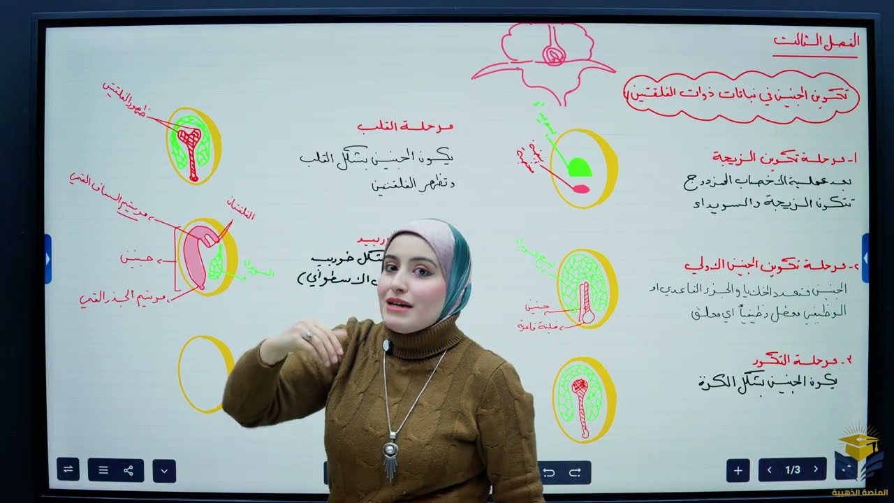 تكوين الثمار في جنين ذوات الفلقتين/الفصل الثالث/ محاضرة20/احياء السادس الاعدادي/أ.رنين ادريس الطائي 