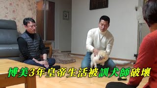 博美pua主人3年，咬傷主人100多次，訓犬師暴力壓制，狗狗秒慫認輸