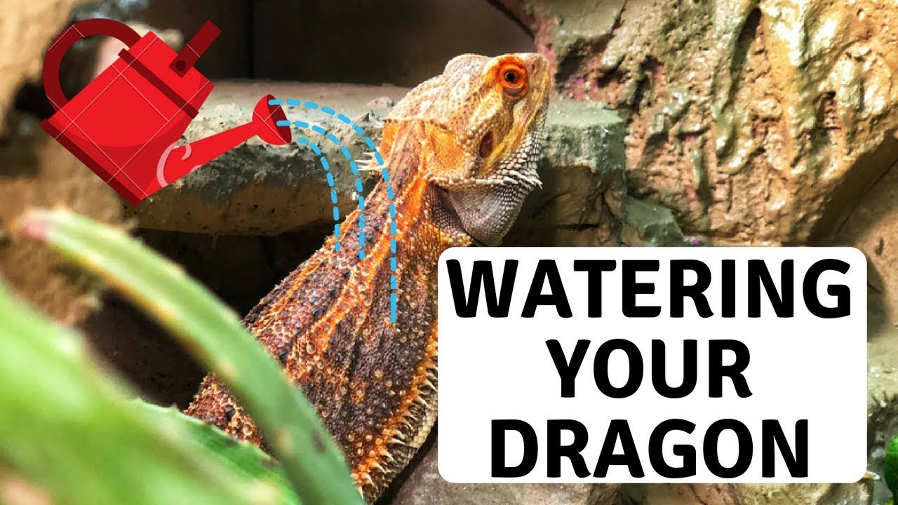 3 Ways To Ensure Your Bearded Dragon Isn'T Dehydrated