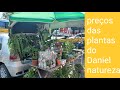 Preos das plantas do daniel natureza visita a banca de flores