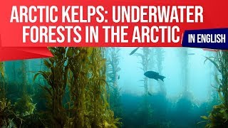 Underwater Arctic Kelp Forest, Impact Of Climate Change & Warming Oceans On Underwater Ecosystem