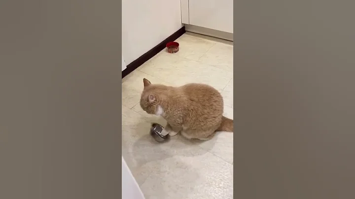 Video 4690631: pets cat babies funny, pets baby cat dog, pets hilarious cat, cat pets sound funny, cat cute baby pets, funniest cats