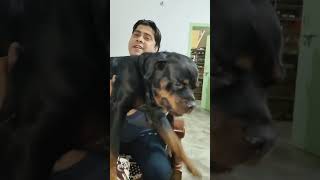 Rottweiler doggy masti time (Sandy Rani 😘)#youtube #viral #viralvideos .. subscribe