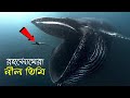              blue whale facts in bangla