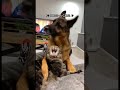 DOGS vs CATS #dogs #funny #adorably #animalpictures #cat #animalphotos #cute #cuteanimals #pets