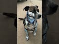 #shorts #dog