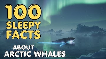 The Most Relaxing Facts About Arctic Whales to Fall Asleep To