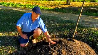 DIY Gardening Tips - Deciduous Tree Care by Flicks - Video Production Company SydneyDeciduous Trees