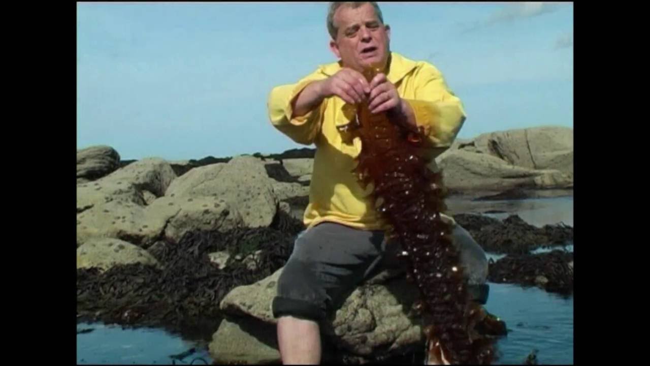 Découvrir la cueillette et la cuisine des algues