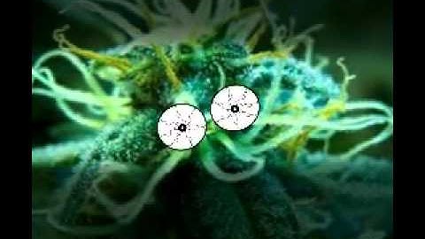 Video Introduction to my YouTube  channel. Video#1(weed cartoon)