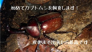 初めてのカブトムシ飼育①産卵まで出来たら最高です！