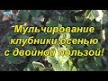 Обязательное укрытие клубники на зиму. Осеннее мульчирование клубники.