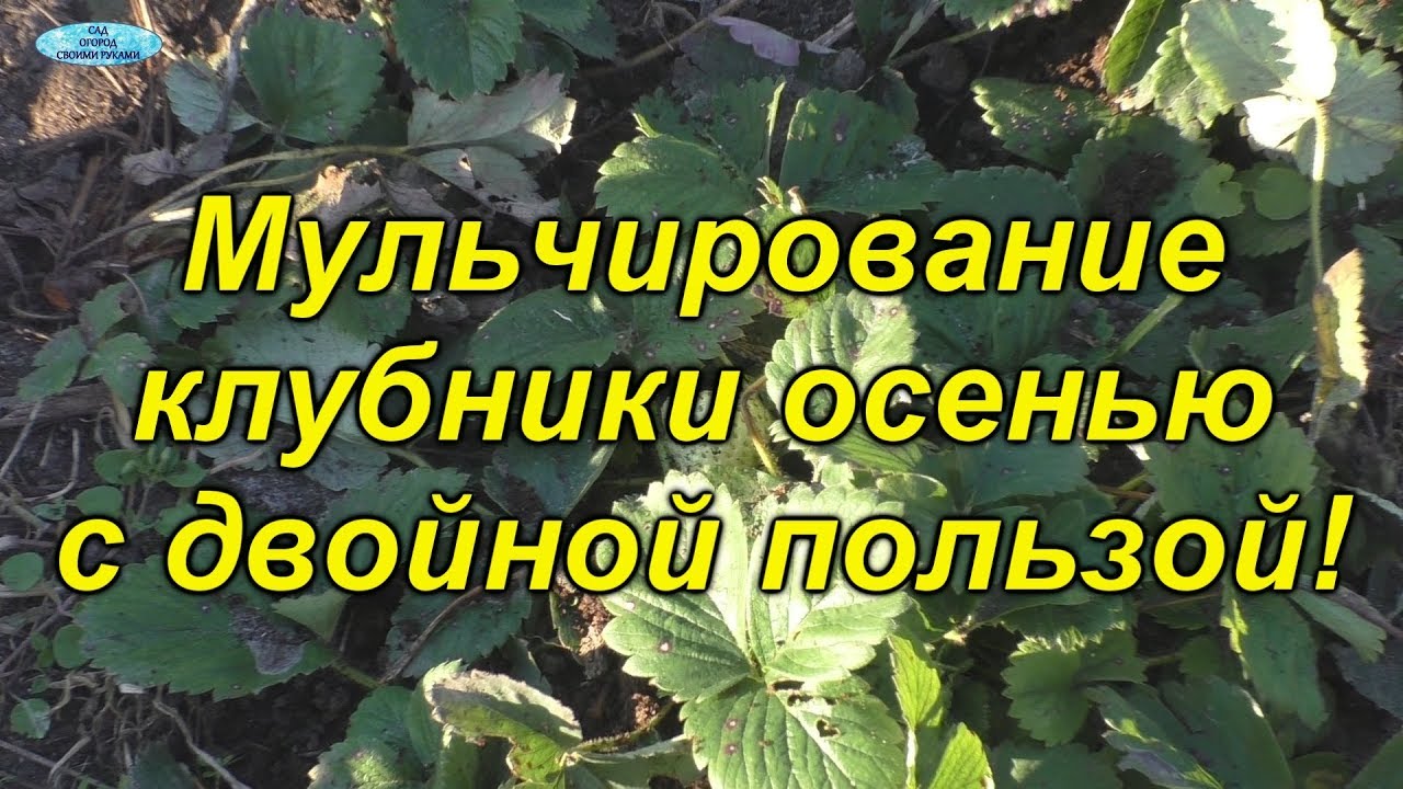 Обязательное укрытие клубники на зиму. Осеннее мульчирование клубники.