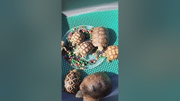 Ra mắt Repcal cho rùa cạn ăn tại Ú Ù PETSHOP