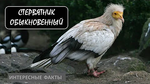 СТЕРВЯТНИК ОБЫКНОВЕННЫЙ🐦/Птицы/Животные/Интерересные факты