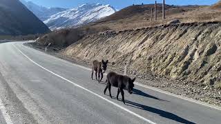 Ослы тебя остановят… в горах …