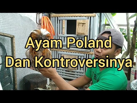 Video: Ayam Dalam Bahasa Poland