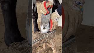 Love Animals, Trim The Horse&#39;s Hoof, The Master&#39;s Technique Is Quick And Efficient #satisfying
