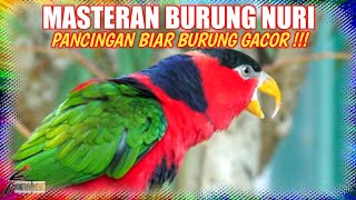 Download Lagu Masteran nuri kepala hitam || Suara pancingan burung nuri kepala hitam MP3