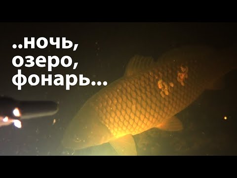 Видео: Ночная подводная охота