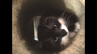 Sylvester by CARE - Cat Adoption & Rescue Efforts, Inc 103 views 3 years ago 55 seconds