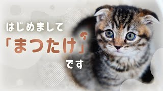 【21年2月版】Twitterで話題になった猫ツイート12選｜ねこナビ