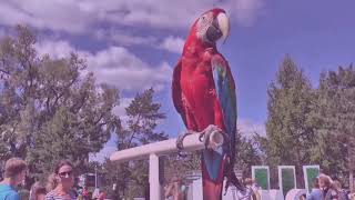 Dead Parrot (Curious Beach Mysteries Book 2)