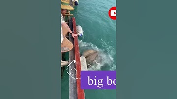 Feeding The big grouper #shorts