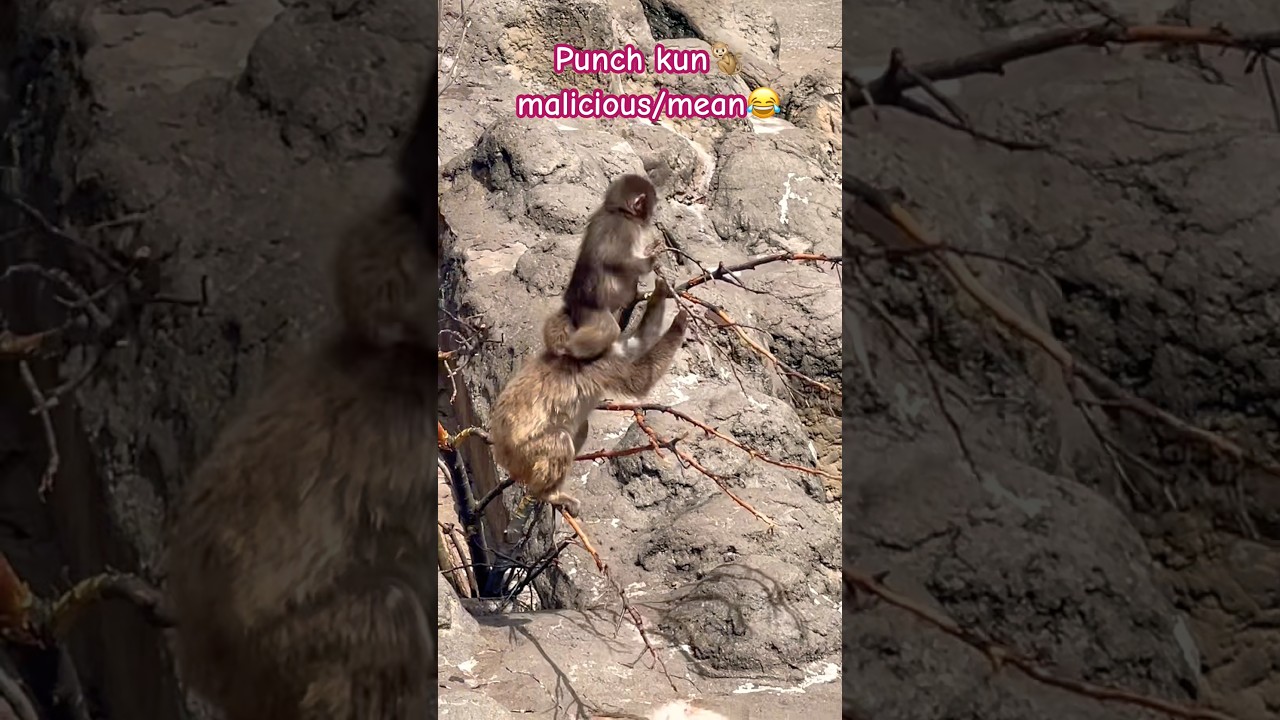 PUNCH KUN🐒 #ぱんちくん #パンチ君 #viralmonkey #monkey #japan #zoo #viral #cute