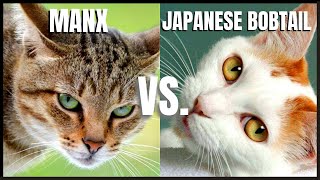 Manx Cat VS. Japanese Bobtail Cat