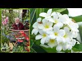 Frangipanier arbre  fleurs parfumes  essayer en pot dans la maison le quotidien du jardin n339