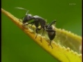 Capture de la vidéo Les Secrets De La Jungle D'afrique - Les Fourmis - Documentaire