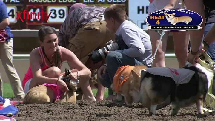 Canterbury Park Corgi Dog Races 7-29-17