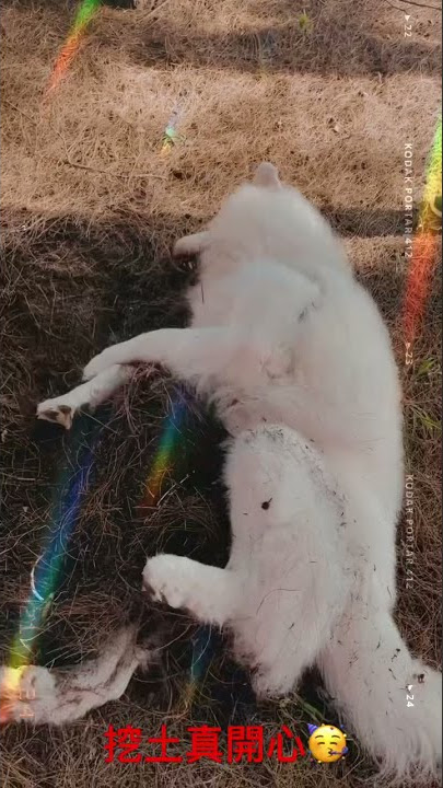 大白熊 熊熊 開心無能能抵抗之回家爸爸媽媽哭哭