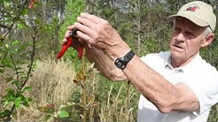 EarthWiseTV - How to Prune Pear Trees