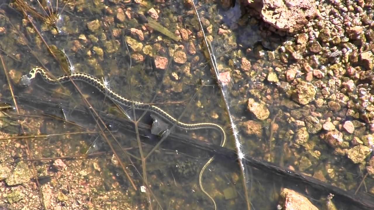 rattlesnakes can swim Snake Peeks 7: Fish in a Barrel