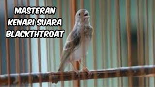 Suara Blackthroat Irama Lagu Mewah Untuk Masteran Kenari