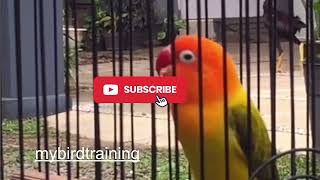 BEST LOVE BIRDS || Pancingan lovebird ngerol supr dahsyat by NATURE WILDLIFE 122 views 3 months ago 10 minutes, 29 seconds