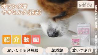 犬用ヤギミルクなら｜無添加ヤギミルクパウダー｜シニア犬・腎臓が気に