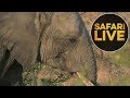 safariLIVE - Sunset Safari - July 28, 2018