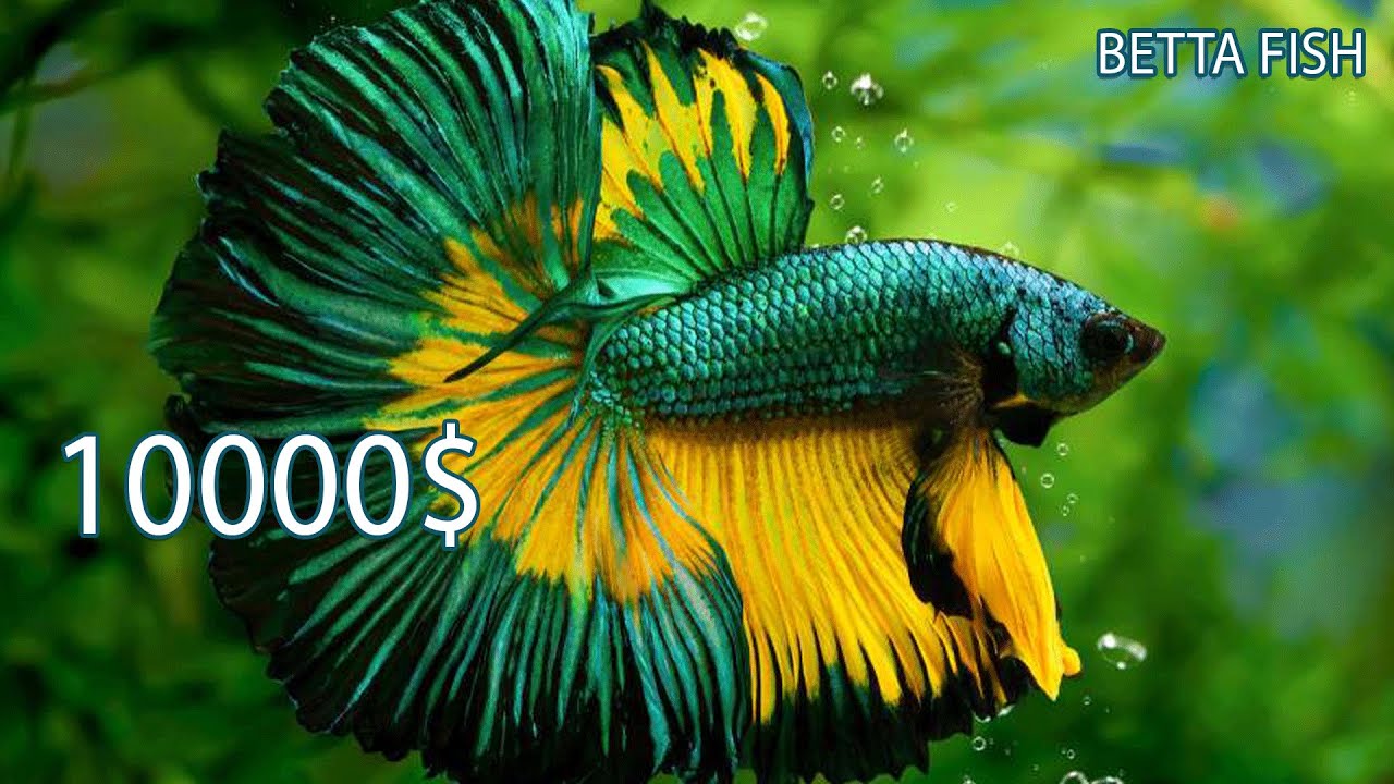BEST BETTA FISH = 10000K