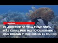 El arrecife de Tela tiene 500% más coral por metro cuadrado que Roatán y muchos en el mundo