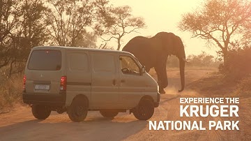 Kruger National Park Experience with Kitted Africa