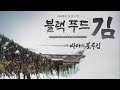 [스페셜다큐] 블랙푸드 김 200101 by KBS광주