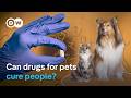This dog medication could change human lives | DW News