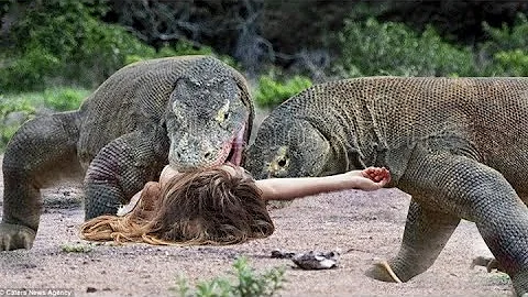 जब लड़की का सामना जंगली छिपकलियों से हुआ | When Humans Faced Komodo Dragons - Animals War Tv