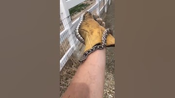 Friendly gopher snake