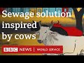 The zero-power sewage plant inspired by cows - BBC World Service