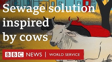 The zero-power sewage plant inspired by cows - BBC World Service