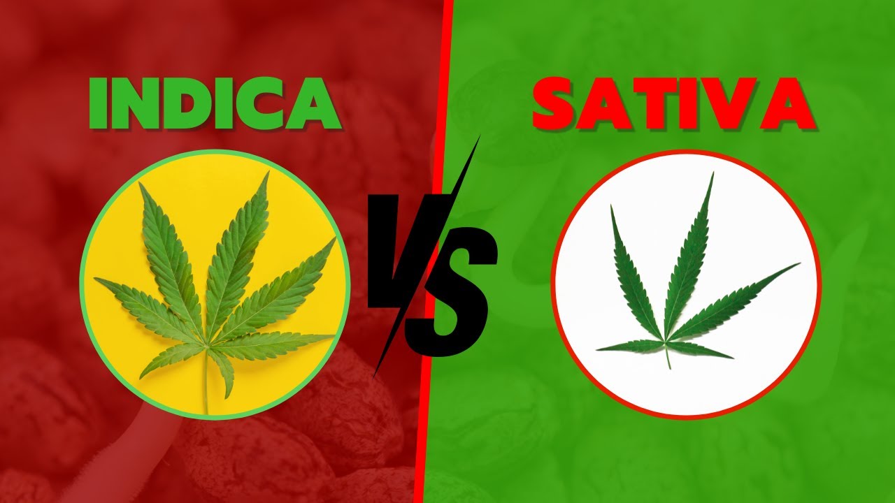 Tipos de maconha | Sativa, Indica, Automática e mais